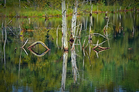 Moor, tükrözés, víz, pietz mór, Schneverdingen, a Moorland, erdő