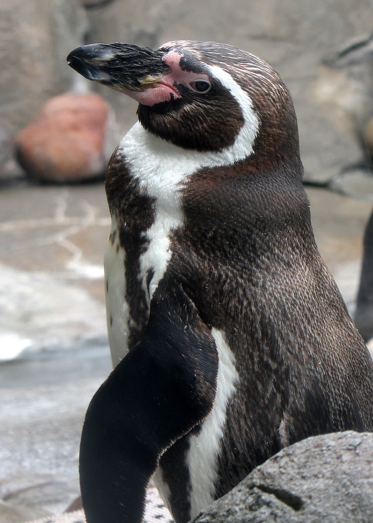 pingouin, Zoo, oiseau, l’Antarctique