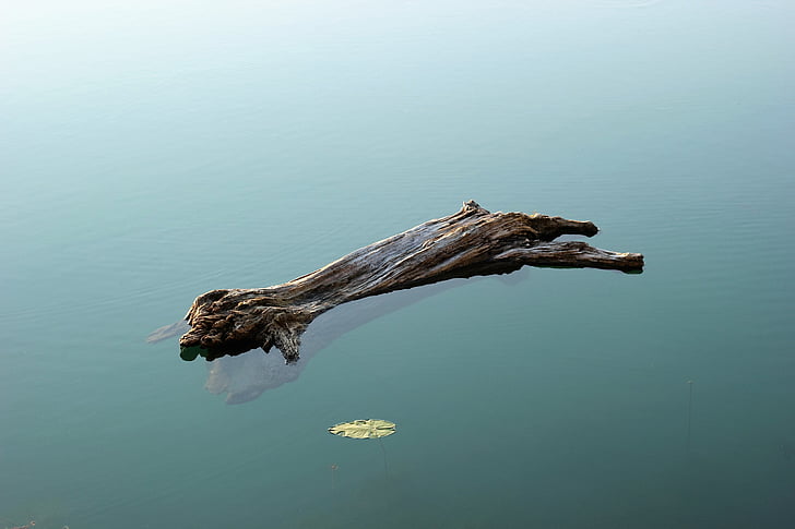 wood in water, heavy, lake, green, natural, leaf