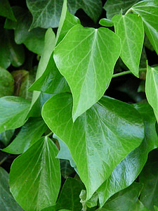 murgröna blad, murgröna, lämnar, grön, Ivy tillväxt, påväxt, vanliga murgröna
