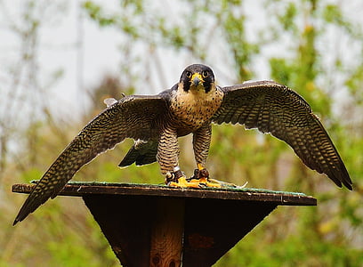 falcon, wildpark poing, raptor, wild animal, feather, bird, plumage