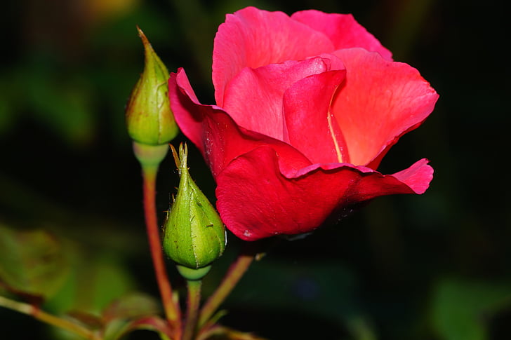 Rosa, flor, flor, flor rosa, vermell, fragància, jardí