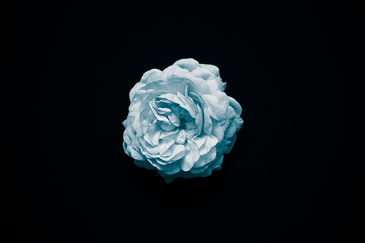 Bloom, květ, Flora, květ, Příroda
