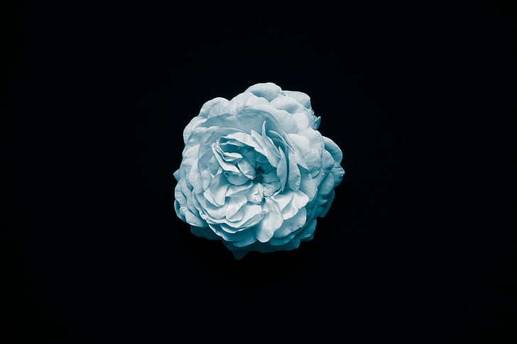 blue, flower, white, whiteness, macro, black background, studio shot