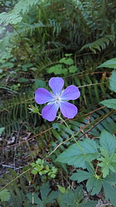 花, 紫色, 紫色的小花, 自然, 花香, 植物, 绿色