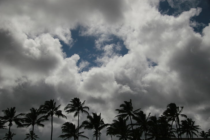 Palms, Palm tree, moln, landskap, Sky, träd