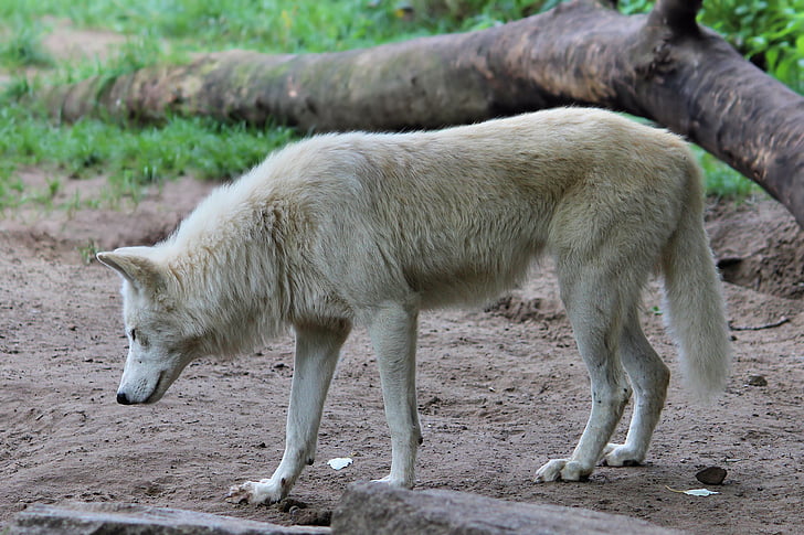 Wolf, Predator, dyrenes verden, Zoo, Berlin, dyr, kødædende