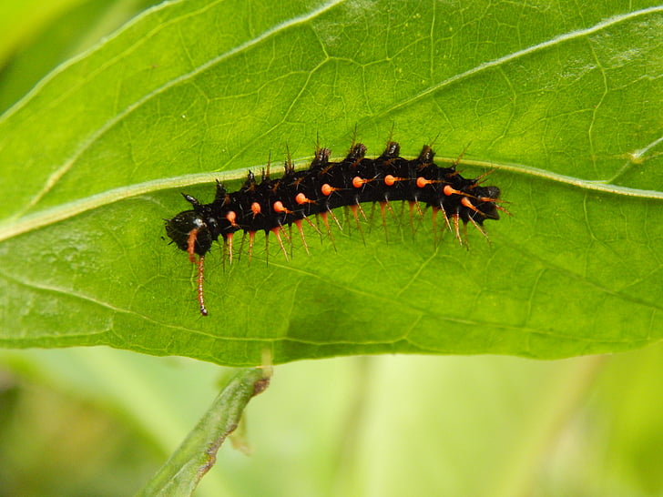 caterpillar, black, nature, green, crawling, spotted