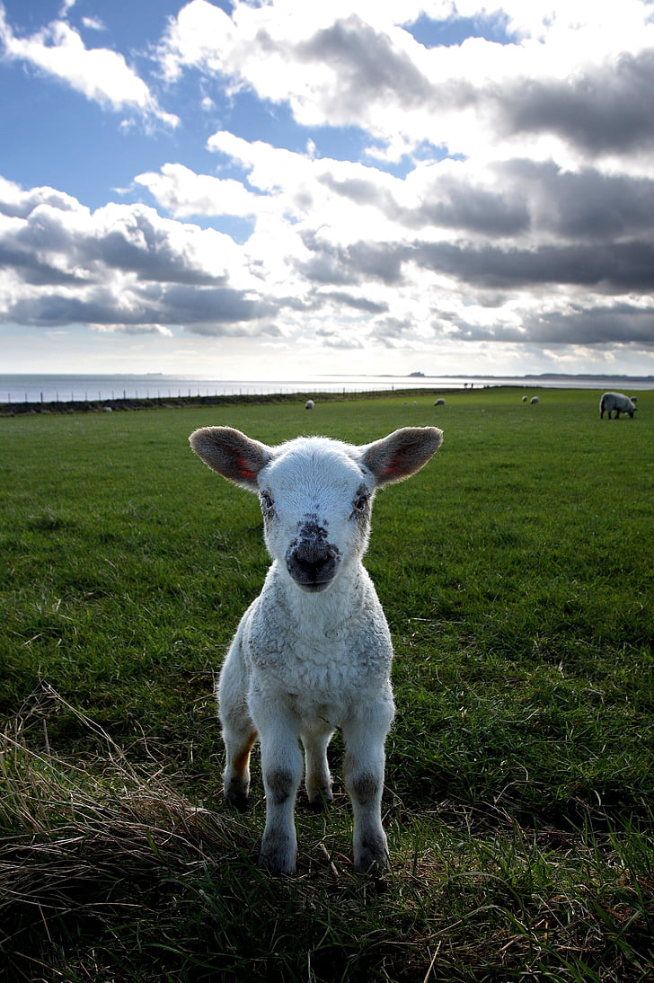 lamb, field, holy island, small, pasture, cloud - sky, grass