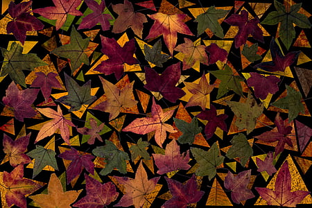 folhas, folhas de árvore, Outono, folhas de outono, composição, arranjo
