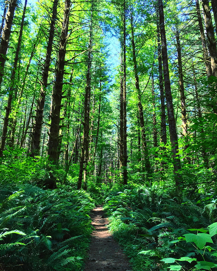 Tillamook staat forest, Oregon, bos, natuur, buitenshuis, wildernis, Fern
