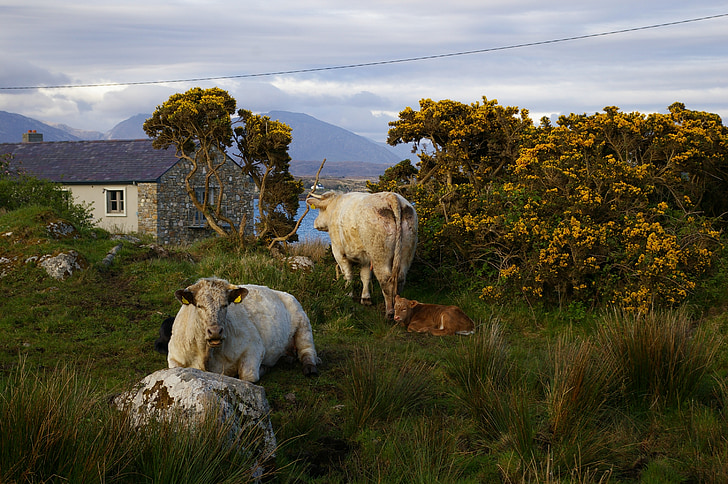 Irska - Page 12 Cattle-ireland-rural-country-preview