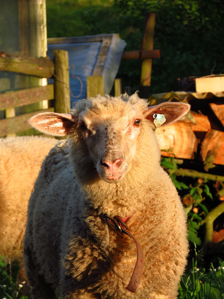 овце, селскостопанско животно, ферма, Селско стопанство, животните, слънчева светлина