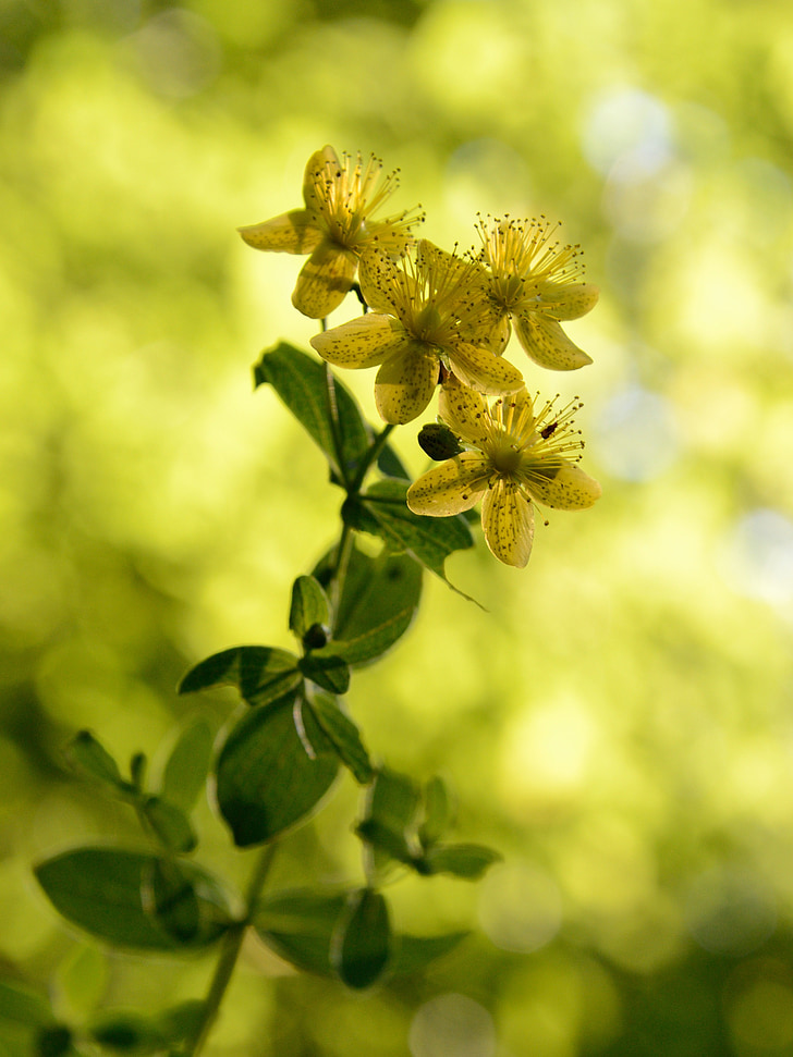 macro, yellow, flower, nature