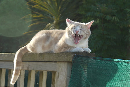 con mèo, yawning, hài hước mèo, ngáp, Dễ thương, vật nuôi, Buồn cười