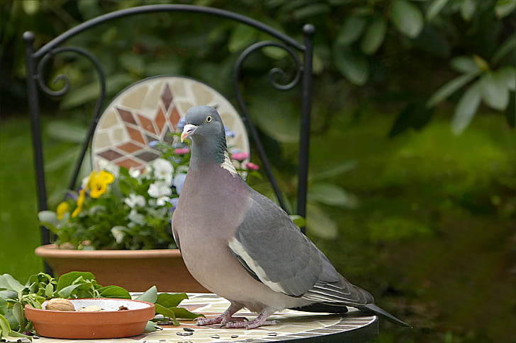 Dove, ringdove, fågel, Columba palumbus, födosökande, trädgård