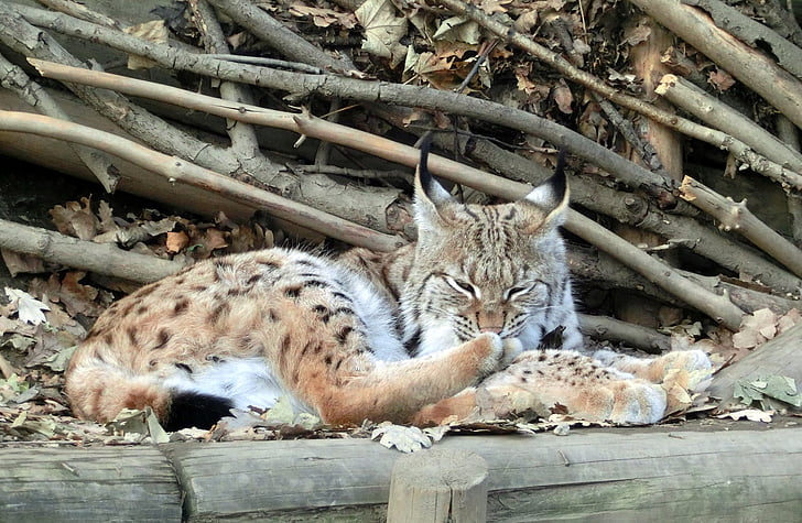 Lynx, katt, Alpin zoo, Wildcat, Lynx lynx, Felidae, djur