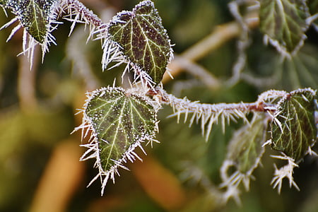frunze, iederă, iarna, Frost, gheata, congelate, Iced