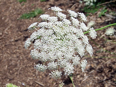 weed, flower, white, cluster, queen, anne, lace