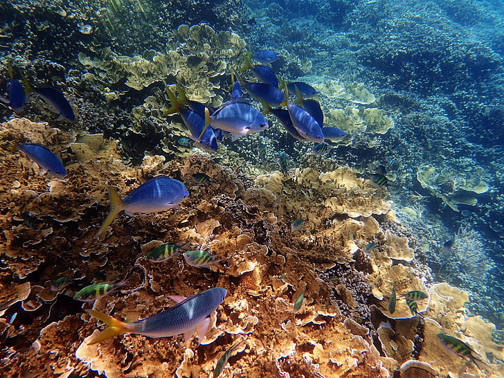 Marine, Velký bariérový útes, modrá, pod vodou, podmořské, mořský život, zvířata v přírodě
