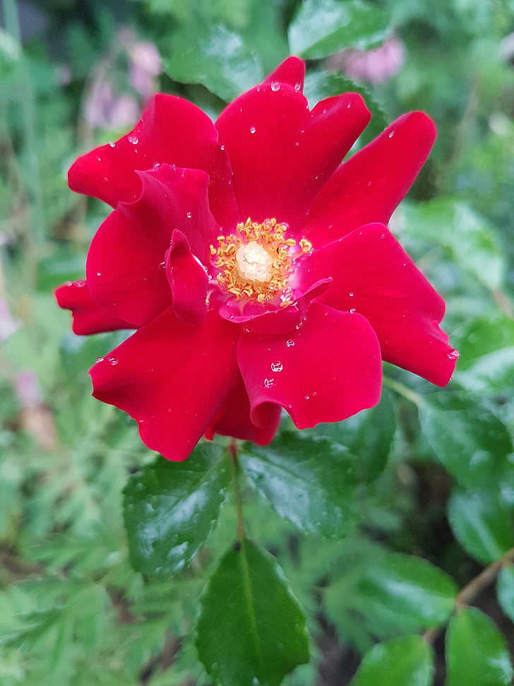Rosa, rosa vermella, flors