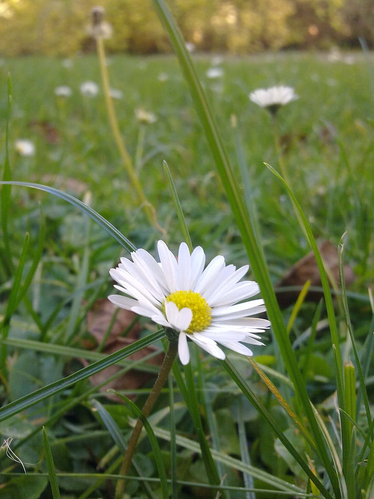 Daisy, kwiat, trawa, łąka, Zamknij