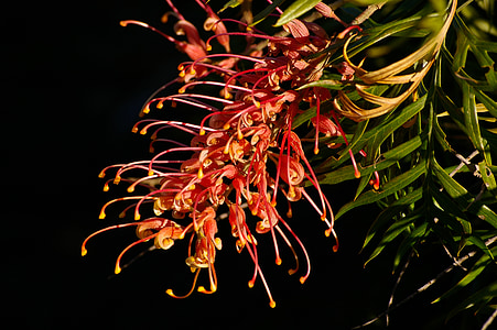 grevillea, flower, australian, native, red, orange, nectar