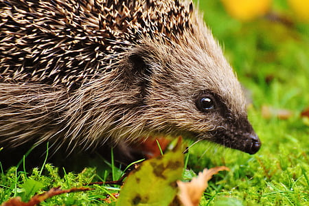 hedgehog child, young hedgehog, hedgehog, animal, spur, nature, garden