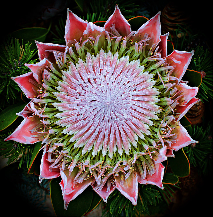 Protea, Blossom, mekar, eksotis, semak-semak tanaman, Mediterania, Perbungaan
