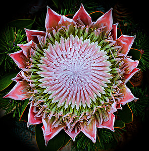 Protea, flor, flor, exòtiques, collita d'arbust, Mediterrània, inflorescència