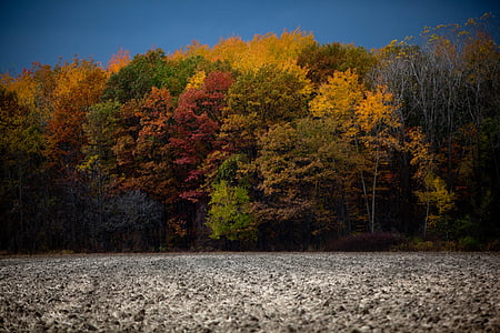 fall, autumn, leaves, colorful, color, colors, seasonal