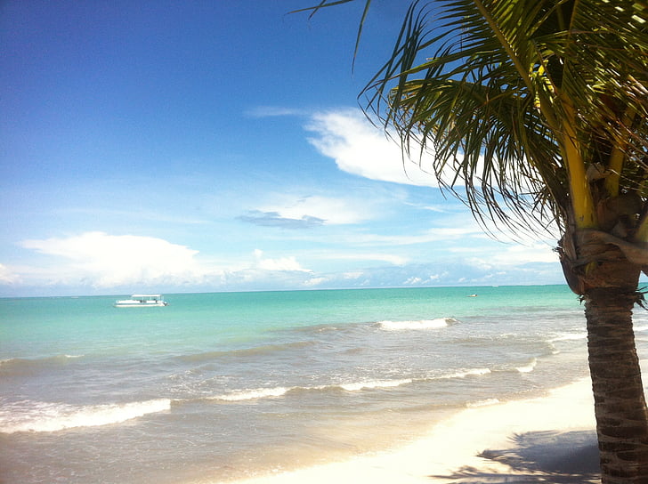 Hibiscus beach, Alagoas, északi övezet, Beach, trópusi, egzotikus, pálmafa