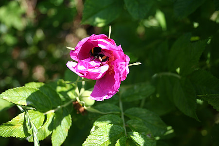 Роза, пчела върху цвете, Блосъм, Блум, Хумел, насекоми, природата