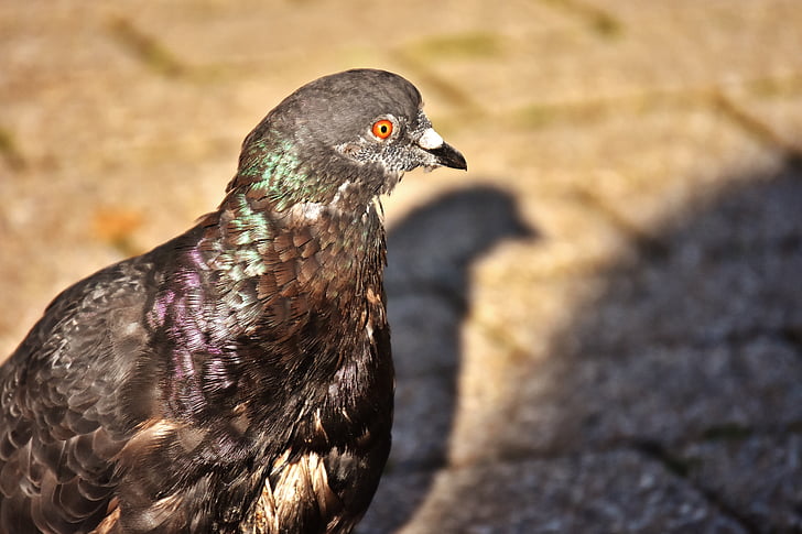 city pigeon, foraging, dove, bird, feather, nature, fly