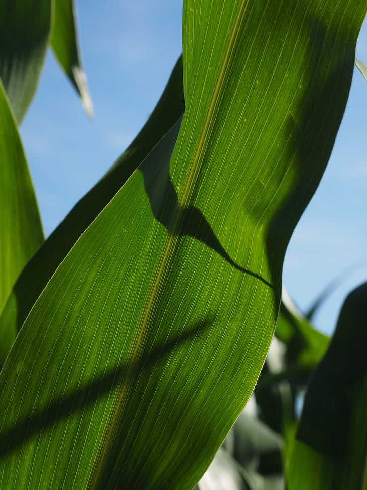 Corn bladeren, maïs, Cornfield, groen, veld, landbouw, voedergewassen maïs