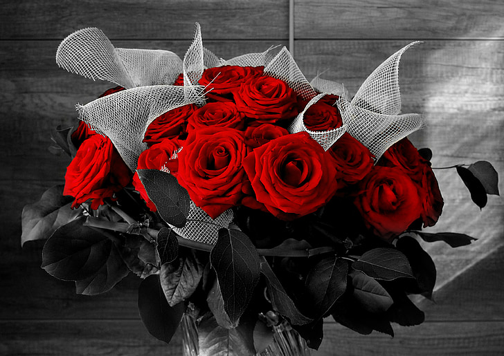 flowers, black and white, flower, rose, foliage, plant, red