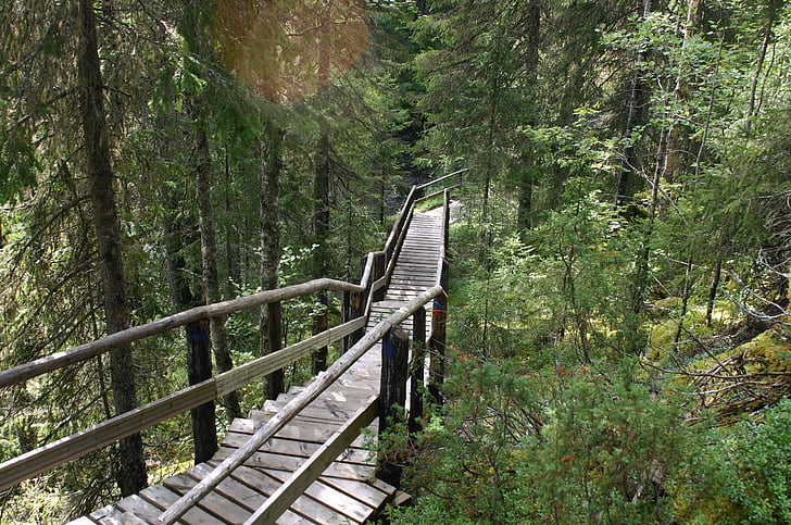 木製, 階段, フォレスト, パス, 自然, フィンランド語, 板敷