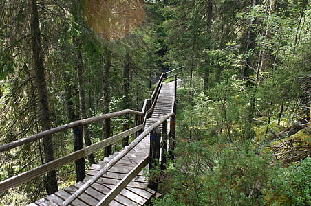drewniane, schody, lasu, ścieżka, Natura, Fiński, deszczułek
