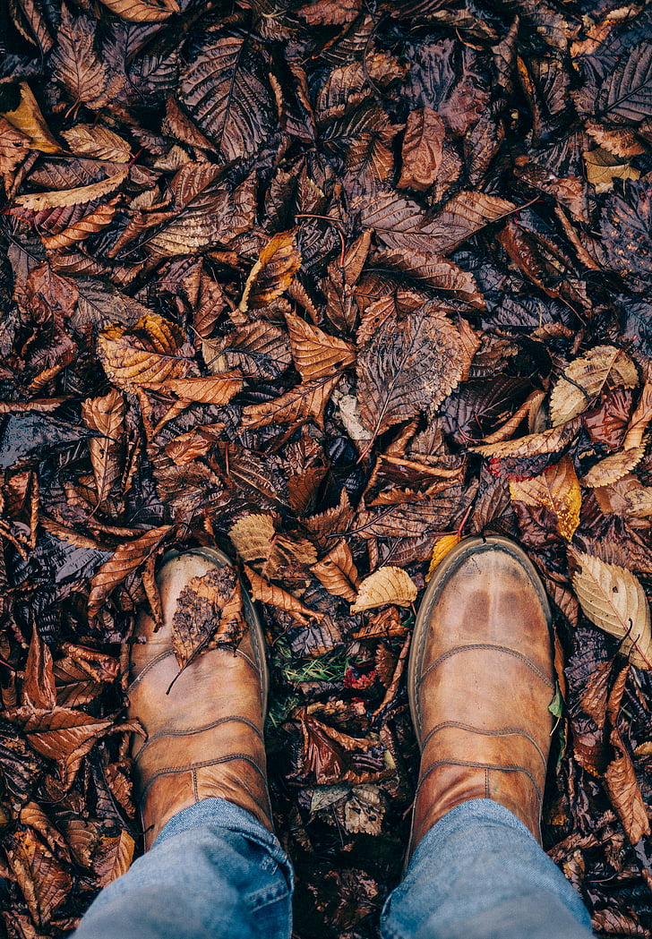 paire, brun, en cuir, chaussures, Retour au début, feuilles, automne