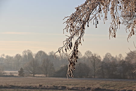 paysage, hiver, gel, froide, hivernal, nature, plante