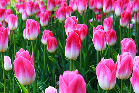 Tulip, bunga, tanaman, alam, pemandangan, merah muda, tanaman