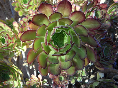 rosette, plant, ornamental plant, succulent, succulents, rosette wax flower, thick sheet greenhouse