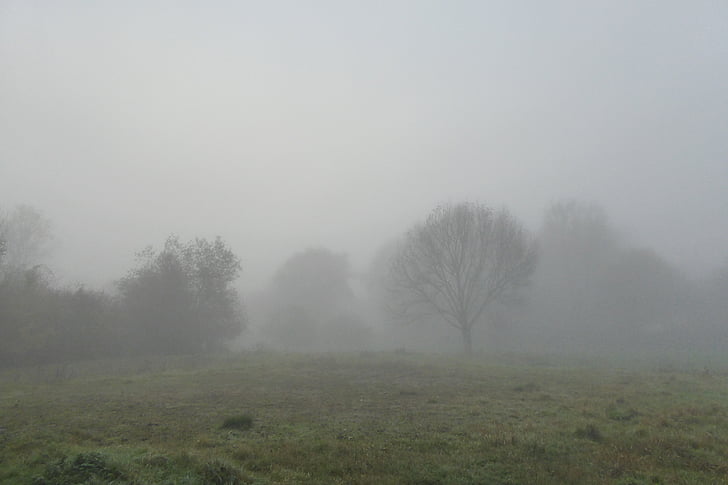fog, landscape, trees, nature