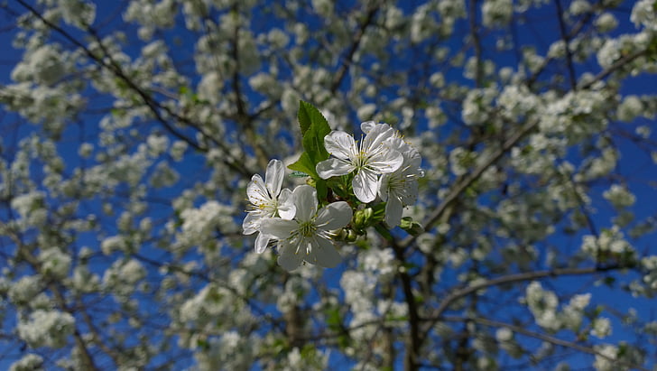jaro, květ, višeň, Sunshine, Příroda, Jarní čas, strom