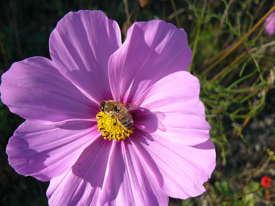 flor, flor, abelha, flor, planta, Áster mexicano, floral