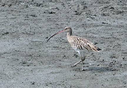 Hvizdák veľký, Numenius arquata, vták, Sundarbans, močiar, Národný park, mangrovníky