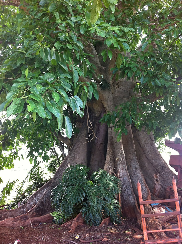 arbre, Figueira, llenyosos, planta