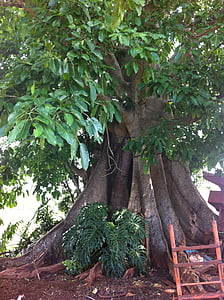 drevo, Figueira, lesenih, rastlin