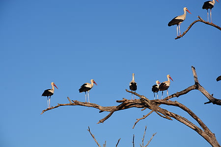animals, birds, branches, perched, sky, storks, tree