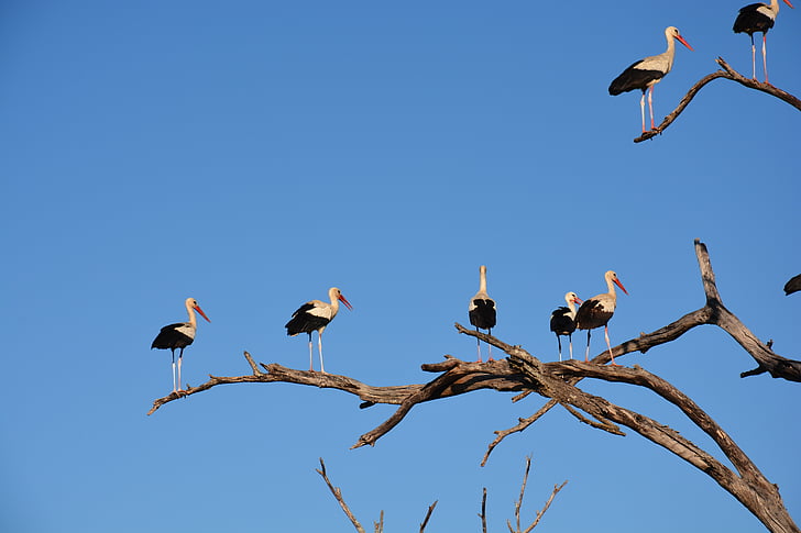 hvit stork, storker, treet, himmelen, blå, fuglen, dyreliv